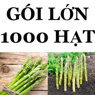 1000 HẠT - HẠT GIỐNG MĂNG TÂY XANH