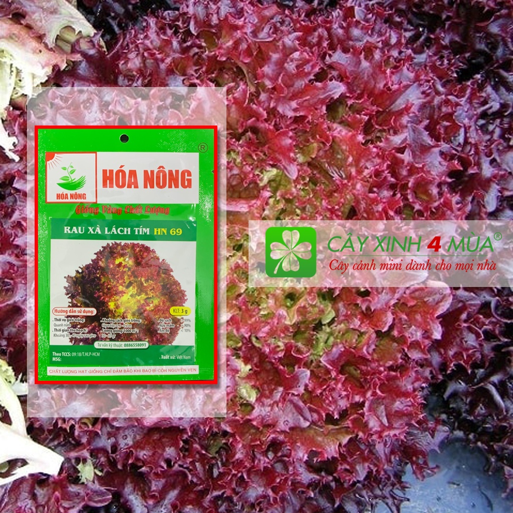 Hạt Giống Rau Xà Lách Tím Gói 3g - [Độ Sạch &gt;99%] - Giống Vàng Chất Lượng