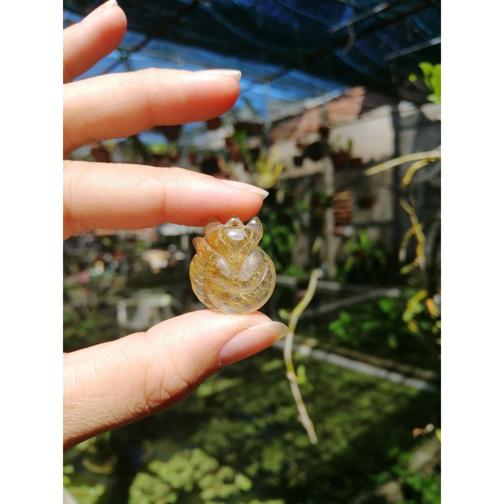 Hồ ly tóc vàng (ảnh thật)
