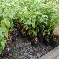 Cây giống hoa giấy