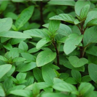 Hạt Giống Rau Húng Quế - 1 gói 2grram - STHG2