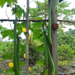 Mướp siêu dài thái 2 mét