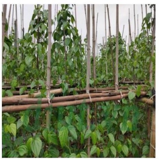500GR BỘT TRẦU KHÔNG, BỘT LÁ TRẦU KHÔNG