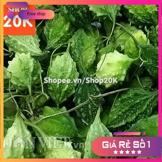 Hạt giống Khổ qua rừng