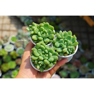 Sen đá thược dược size bầu hư 1 đổi 1
