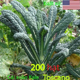 Hạt giống cải xoăn xanh-cải xoăn Kale - Kale Toscano 200 hạt cải xoăn kale toscano
