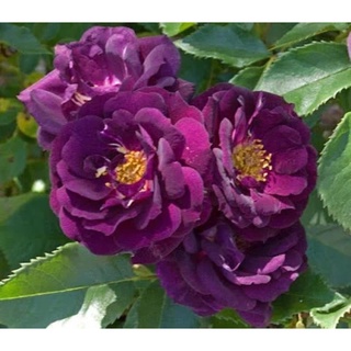 Hồng ngoại Midnight blue