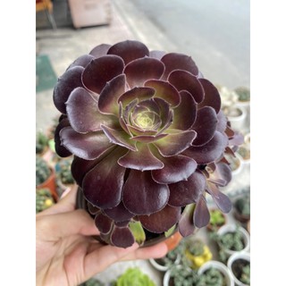 SEN ĐÁ AEONIUM ĐEN THÂN CỔ THỤ 20-25cm