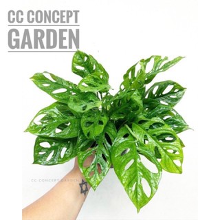 Trầu bà lỗ | Monstera adasonii