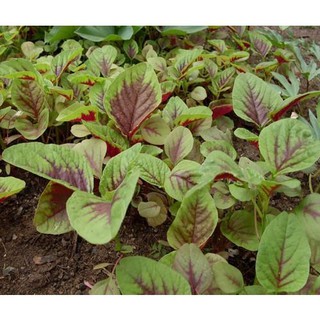 [SIÊU RẺ]Hạt giống Rau Dền Nhiều Màu ( gói 20 gram)