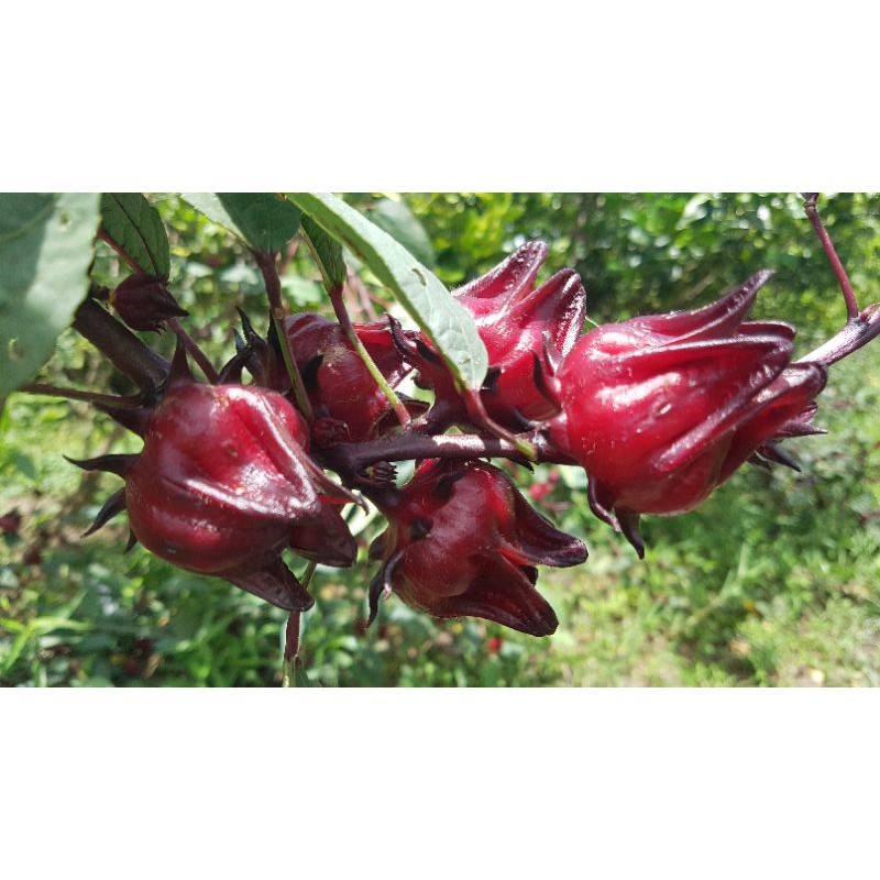 Hoa Hibicus tươi_ Nguyên hạt 1ký