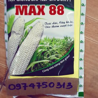 GIỐNG NGÔ NẾP MAX 88 GÓI 100GR
