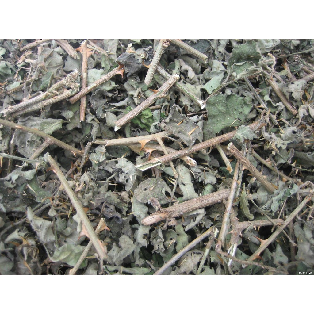 Cà gai leo - Hỗ trợ điều trị các bệnh về gan DV007