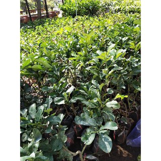 Bưởi da xanh ruột hồng
