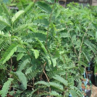 Cây giống me Thái