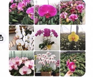 Lan hồ điệp đại cốc 3.5