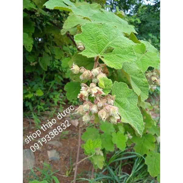 1kg Mâm xôi khô , có video và ảnh thật