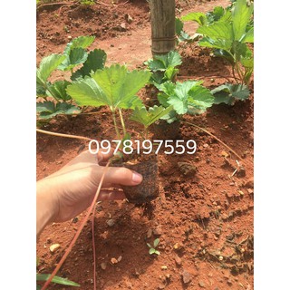 COMBO 10 CÂY DÂU TÂY NHẬT HANA TẶNG 1 CÂY