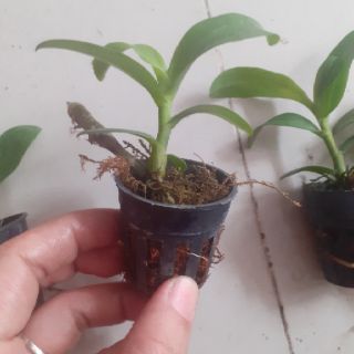 Trầm rồng đỏ giống