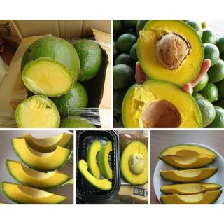 Bơ booth nhà trồng