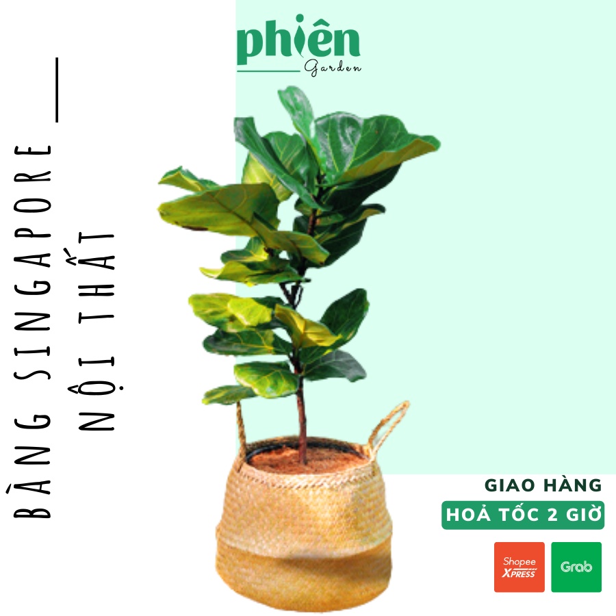 Bàng Singapore nội thất cao 80cm - 100cm