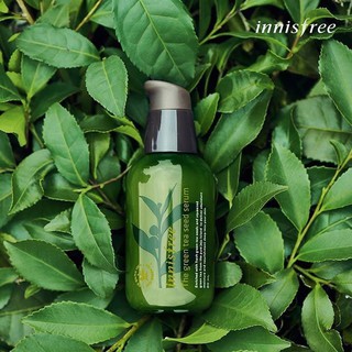 Serum Innisfree Green Tea Seed