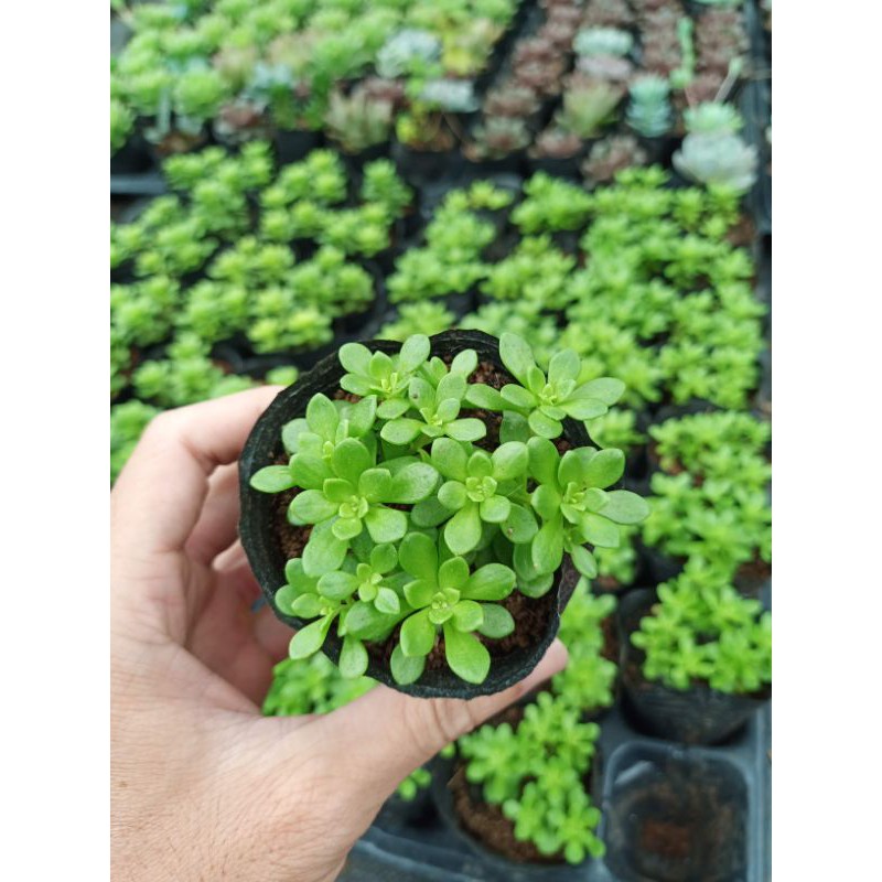 Sen đá sedum hoa hồng xanh