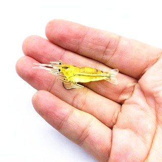 1 Mồi Tôm Giả Câu Cá Mềm 4cm / 1.4g Fishing Lure Soft shrimp
