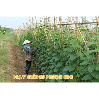 Hạt giống Dưa Chuột Nếp Ta - 10 Hạt