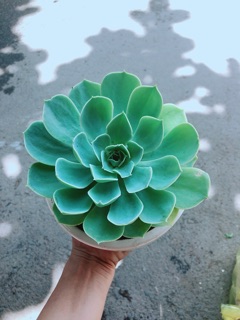 Chậu Sen Đá Xanh Đất Size Đại