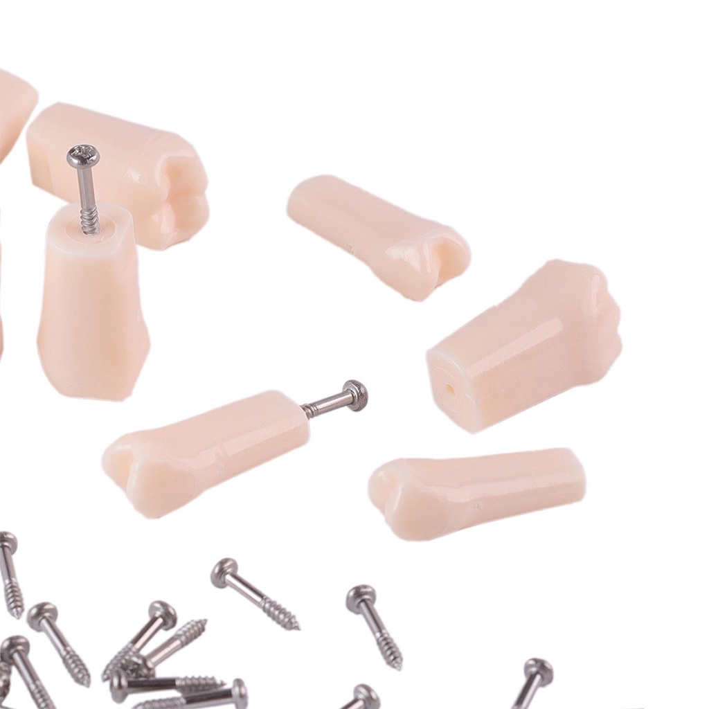 Bộ 28 Mô Hình Răng NISSIN 500 Thay Thế Hỗ Trợ Dạy Học