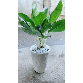 Chậu Cây Bạch Mã Hoàng Tử Đẹp