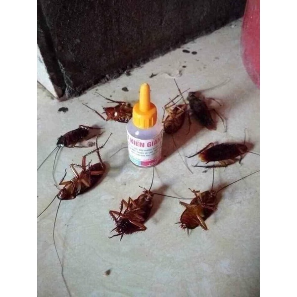 diệt kiến gián côn trùng sinh học