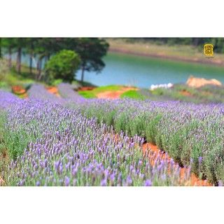 Hoa Lavender Khô Gói Giấy