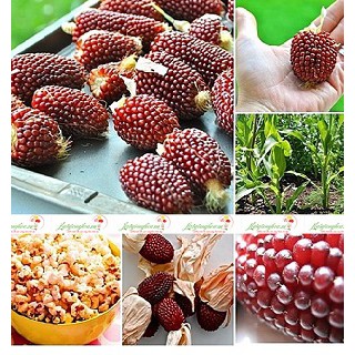 Hạt giống Bắp Ngô mini (ngô dâu tây tí hon) siêu ngon