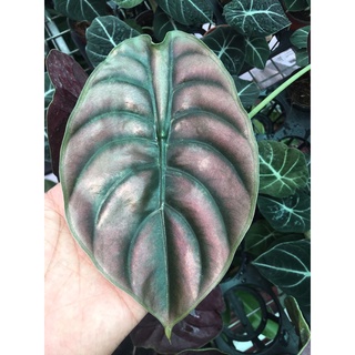 chậu alocasia cuprea môn rồng đỏ