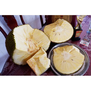 Cây Mít Không Hạt