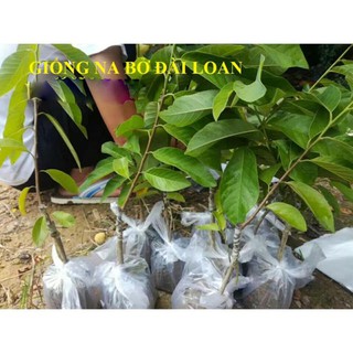 Cây Na Bở Đài Loan