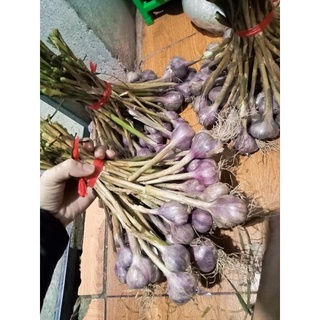 Tỏi tía Yên Châu vị thơm cay