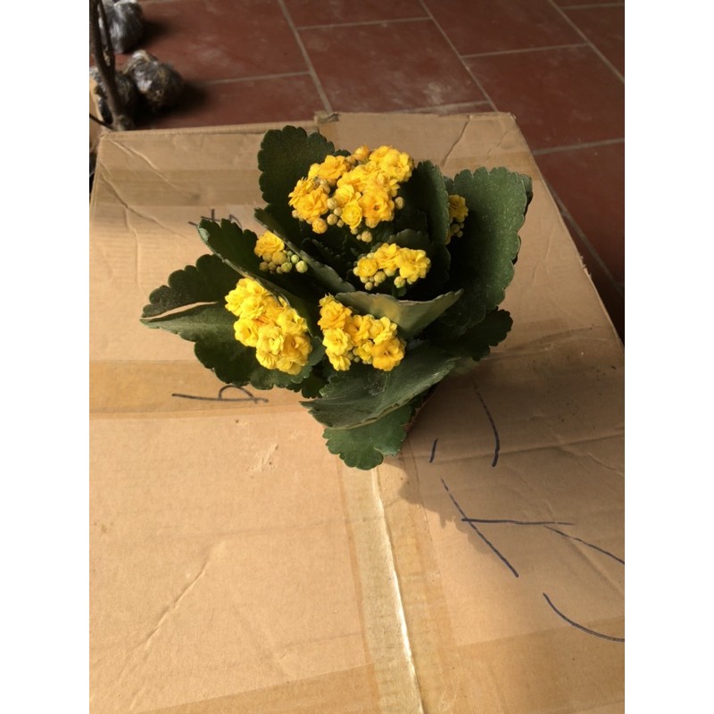 Sống đời kép cây giống