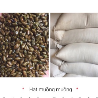 Combo 1kg hạt muồng muồng loại 1