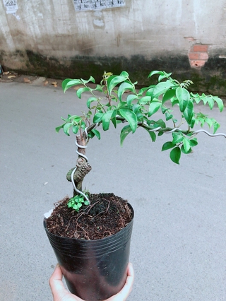 Cây Khế Bonsai