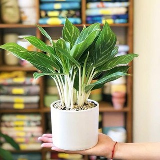 Cây bạch mã hoàng tử (không gồm chậu) + Tặng (0,3kg) phân hữu cơ cao cấp