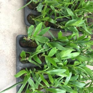 Hoa phong lan Dendro nắng cây giống