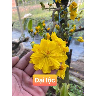 Hoa mai đại lộc 5-49 cánh_ cây ghép chơi tết