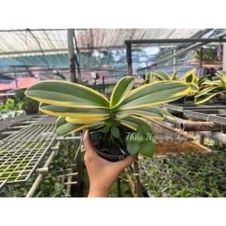 Hồ điệp lá biên chậu nhiều size