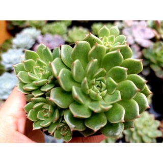 Sen đá Ruby Xanh - Hư 1 đổi 1- Cây cảnh trang trí- HOA ĐÁ shop