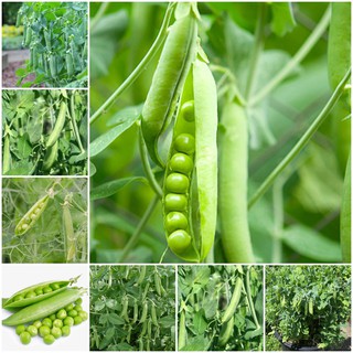 Hạt Giống ĐẬU HÀ LAN - NĂNG XUẤT CAO NẢY TRÊN 90% Gói 10 Gram