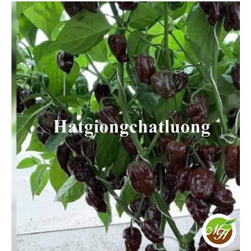 Bịch 5 Hạt Giống Ớt Siêu Cay Habanero Chocolate Tặng Kèm Kích Mầm