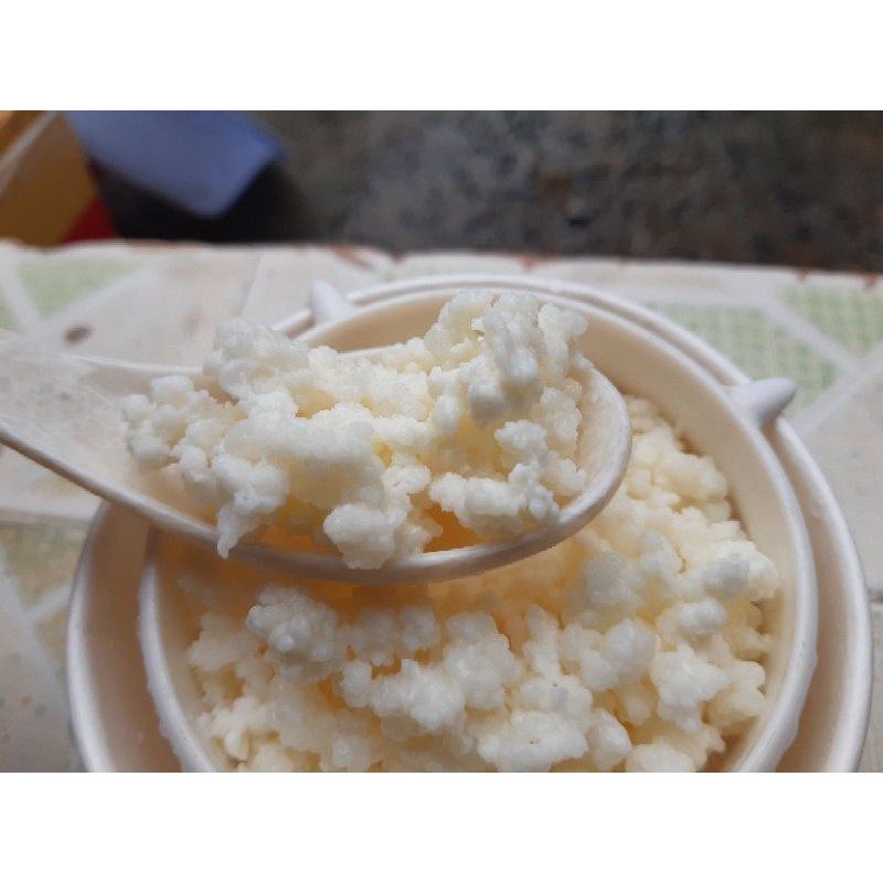 Nấm sữa kefir milk